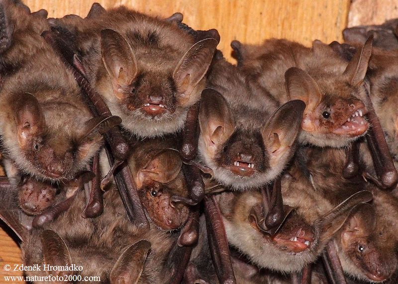 Greater Mouse-eared Bat, Myotis myotis, Vespertilionidae, Chiroptera (Mammals, Mammalia)